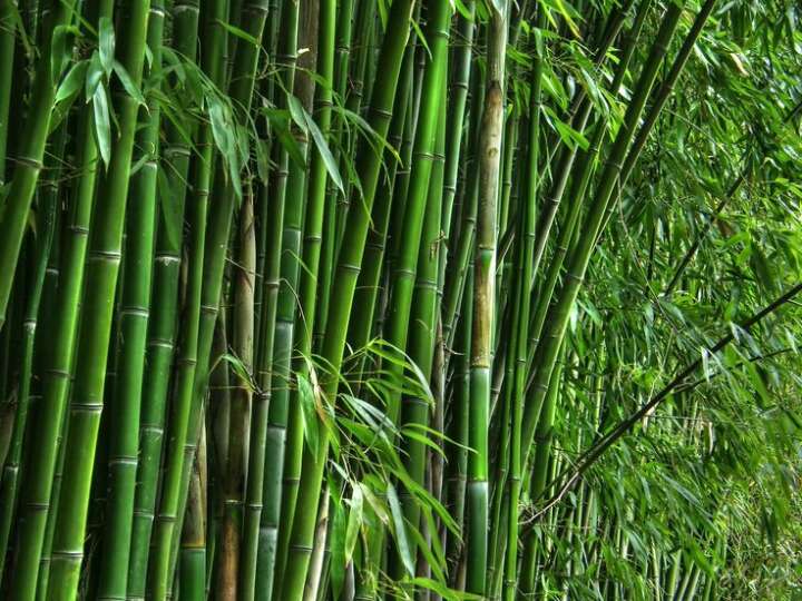 Bamboo-based plastic developed in China offers an eco-friendly alternative to conventional plastics for a sustainable future.