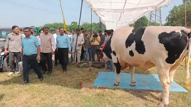 At Sardar Vallabhbhai Patel Agri Fair, 16-quintal Zorawar bull was the highlight, attracting livestock enthusiasts from multiple states.