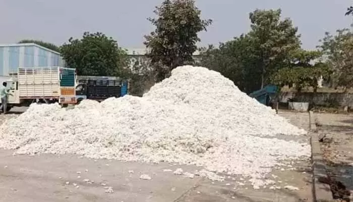 Cotton farmers in Sangareddy suffer due to heavy rains. Middlemen buying below MSP cause heavy losses for farmers.