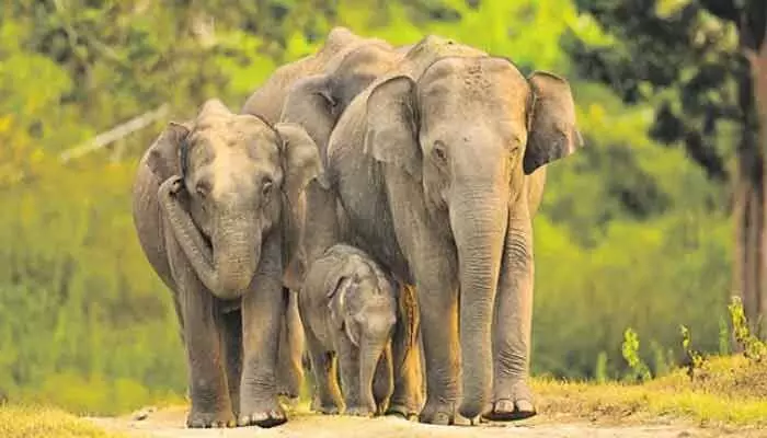 Deputy CM Pawan Kalyan confirms Kunki elephants from Karnataka will be brought to Telangana by Jan 26, prioritizing Srikakulam district.