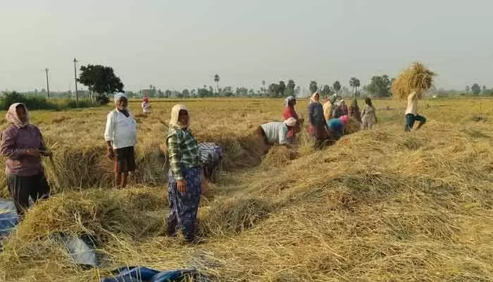 In the machine era, a Miryalaguda farmer chooses manual reaping, reviving traditional farming memories.
