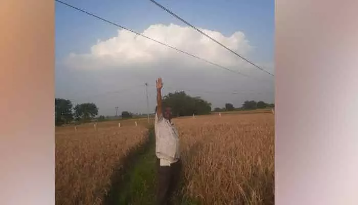 Fallen electric wires in Munigadapa fields pose a threat to paddy harvest; farmers urge authorities to act immediately.